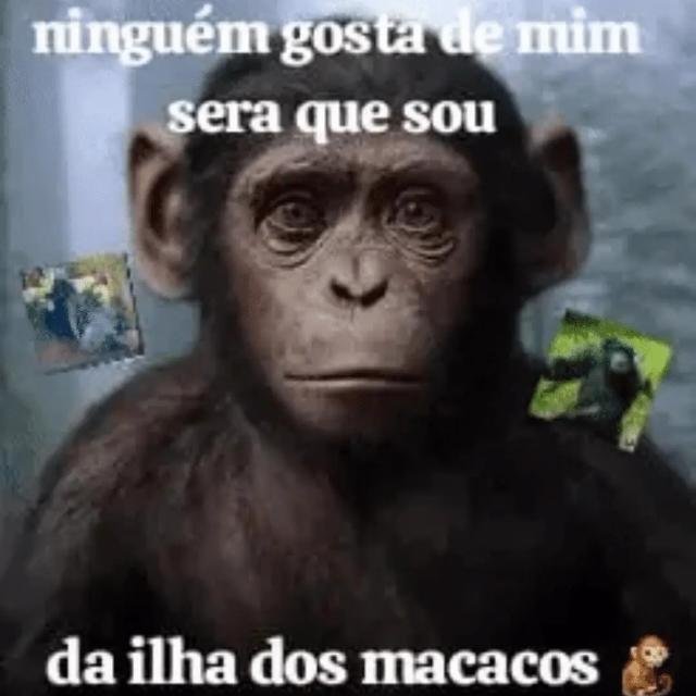 🌴𝙄𝙇𝙃𝘼 𝘿〄𝙎 𝙈𝘼𝘾𝘼𝘾𝙊𝙎ϟϟ🦍🦍